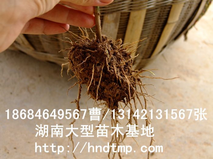 【湖(hú)南(nán)花(huā)木(mù)】【湖(hú)南(nán)苗木(mù)】【湖(hú)南(nán)花(huā)卉苗木(mù)基地(dì)】【長(cháng)沙花(huā)木(mù)基地(dì)】【長(cháng)沙苗木(mù)基地(dì)】【長(cháng)沙苗