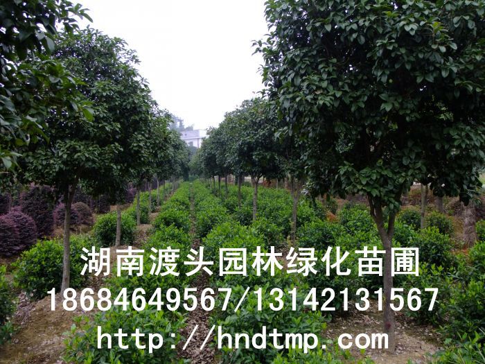 【湖(hú)南(nán)花(huā)木(mù)】【湖(hú)南(nán)苗木(mù)】【湖(hú)南(nán)花(huā)卉苗木(mù)基地(dì)】【長(cháng)沙花(huā)木(mù)基地(dì)】【長(cháng)沙苗木(mù)基地(dì)】【長(cháng)沙苗