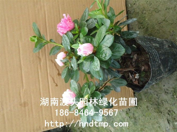 西(xī)洋杜鵑/湖(hú)南(nán)杜鵑
