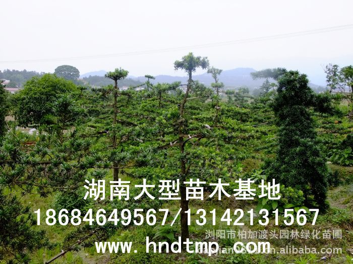 ·大(dà)量供應中葉羅漢松·中葉羅漢松苗圃基地(dì)·湖(hú)南(nán)長(cháng)沙浏陽中葉羅漢松基地(dì)·中葉羅漢松苗木(mù)基地(dì)·中葉羅漢松長(cháng)沙基地(dì)·中葉羅漢松湖(hú)南(nán)基地(dì)·中葉羅漢松浏陽基地(dì)·中葉羅漢松·羅漢松種子(zǐ)·中葉羅漢松種子(zǐ)價格·大(dà)量求購(gòu)中葉羅漢松種子(zǐ)·大(dà)量供應中葉羅漢松種子(zǐ)·中葉羅漢松種子(zǐ)價格·中葉羅漢松種子(zǐ)發芽率有(yǒu)多(duō)高(gāo)·羅漢松種子(zǐ)怎麽播種·湖(hú)南(nán)哪裡(lǐ)有(yǒu)羅漢松種子(zǐ)賣·湖(hú)南(nán)浏陽長(cháng)沙羅漢松種子(zǐ)直銷·特價羅漢松種子(zǐ)銷售·自(zì)己采摘的(de)羅漢松種子(zǐ)·羅漢松種子(zǐ)發芽·怎麽提高(gāo)羅漢松種子(zǐ)發芽率·怎麽保存羅漢松種子(zǐ)·羅漢松種子(zǐ)要(yào)怎麽保存·羅漢松種子(zǐ)怎麽消毒·羅