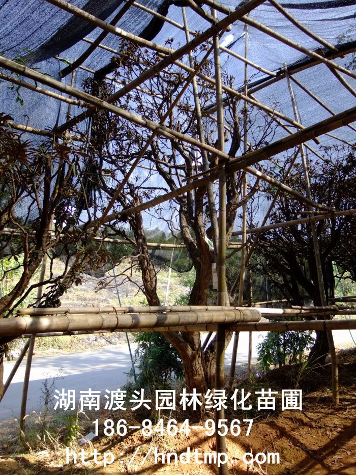 高(gāo)山(shān)杜鵑