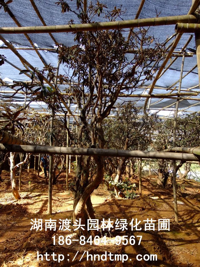 湖(hú)南(nán)馬纓杜鵑/高(gāo)山(shān)杜鵑