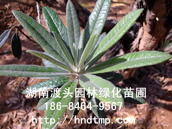 馬纓杜鵑/高(gāo)山(shān)杜鵑