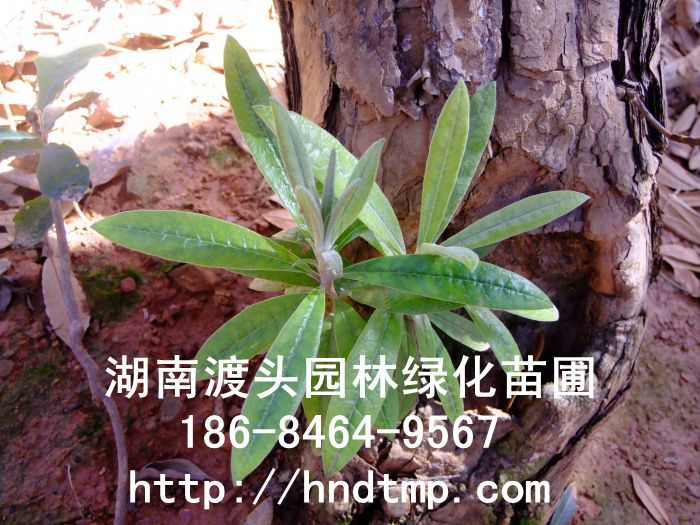 高(gāo)山(shān)杜鵑/馬纓杜鵑
