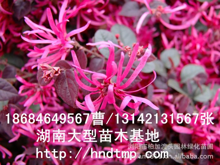 紅(hóng)花(huā)繼木(mù)★紅(hóng)花(huā)繼木(mù)小(xiǎo)苗★紅(hóng)花(huā)繼木(mù)球★紅(hóng)花(huā)繼木(mù)基地(dì)0★紅(hóng)花(huā)繼木(mù)苗木(mù)直銷★紅(hóng)花(huā)繼木(mù)苗圃直銷★湖(hú)南(nán)紅(hóng)花(huā)繼木(mù)基地(dì)★長(cháng)沙紅(hóng)花(huā)繼木(mù)基地(dì)★浏陽紅(hóng)花(huā)繼木(mù)基地(dì)★長(cháng)沙苗木(mù)基地(dì)★湖(hú)南(nán)苗木(mù)基地(dì)★浏陽苗木(mù)基地(dì)★浏陽花(huā)木(mù)之鄉(xiāng)★湖(hú)南(nán)哪裡(lǐ)花(huā)木(mù)多(duō)★長(cháng)沙苗圃基地(dì)★長(cháng)沙哪裡(lǐ)有(yǒu)苗木(mù)買★長(cháng)沙老(lǎo)苗場(chǎng)★苗圃直銷綠(lǜ)化(huà)苗木(mù)0★柏加苗木(mù)直銷★花(huā)木(mù)基地(dì)★種樹(shù)有(yǒu)什(shén)麽好(hǎo)處★紅(hóng)花(huā)繼木(mù)怎麽扡插★湖(hú)南(nán)紅(hóng)花(huā)繼木(mù)扡插苗★紅(hóng)花(huā)繼木(mù)古樁★造型紅(hóng)花(huā)繼木(mù)★紅(hóng)花(huā)繼木(mù)造型★紅(hóng)花(huā)繼木(mù)造型行(xíng)情★紅(hóng)花(huā)繼木(mù)造型價格★湖(hú)南(nán)造型紅(hóng)花(huā)繼木(mù)價格★長(cháng)沙哪裡(lǐ)有(yǒu)造型紅(hóng)花(huā)繼木(mù)買★浏陽哪裡(lǐ)有(yǒu)造型紅(hóng)花(huā)繼木(mù)買★紅(hóng)