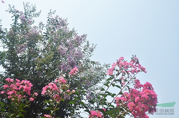 老(lǎo)紫薇