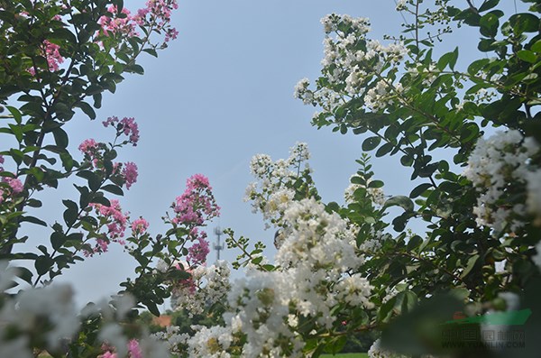 老(lǎo)紫薇