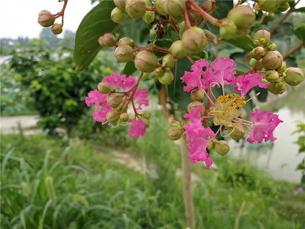 花(huā)瓣皺縮
