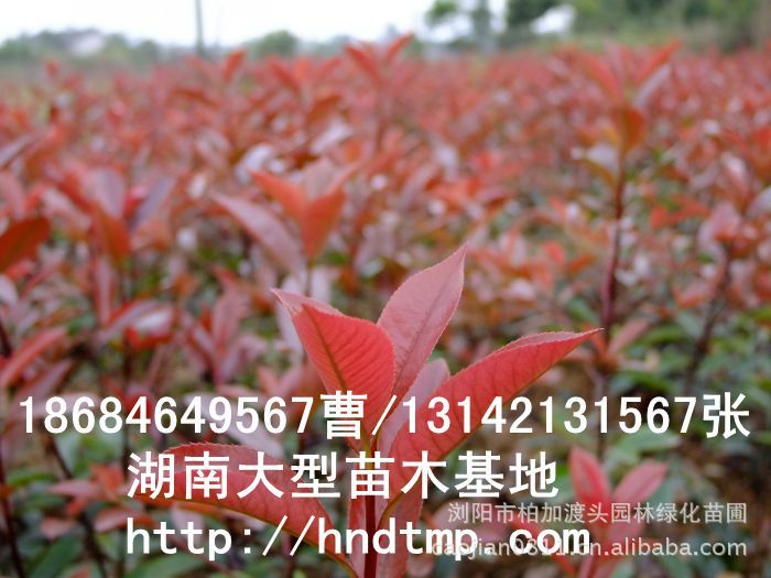 長(cháng)沙苗木(mù) 長(cháng)沙花(huā)木(mù) 湖(hú)南(nán)花(huā)木(mù) 湖(hú)南(nán)花(huā)木(mù)行(xíng)情 紅(hóng)葉石楠基地(dì) 紅(hóng)葉石楠行(xíng)情