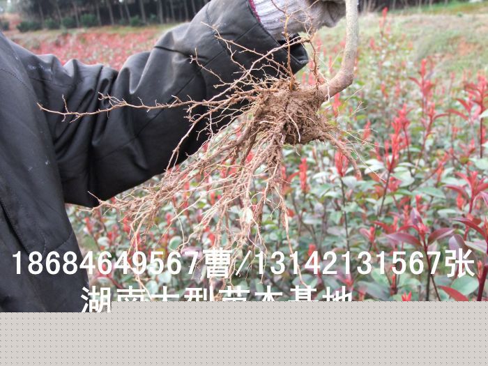 紅(hóng)葉石楠 長(cháng)沙苗木(mù) 長(cháng)沙苗圃 長(cháng)沙花(huā)木(mù) 長(cháng)沙花(huā)木(mù)市(shì)場(chǎng) 柏加花(huā)木(mù)之鄉(xiāng)