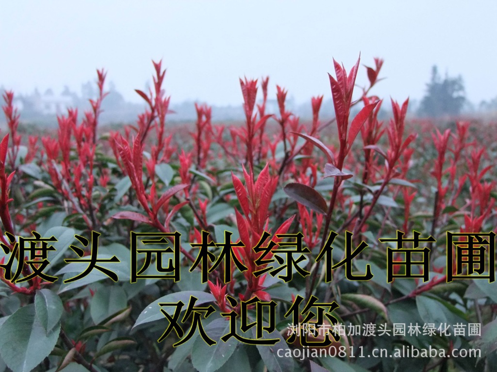 紅(hóng)花(huā)繼木(mù)★紅(hóng)花(huā)繼木(mù)小(xiǎo)苗★紅(hóng)花(huā)繼木(mù)球★紅(hóng)花(huā)繼木(mù)基地(dì)0★紅(hóng)花(huā)繼木(mù)苗木(mù)直銷★紅(hóng)花(huā)繼木(mù)苗圃直銷★湖(hú)南(nán)紅(hóng)花(huā)繼木(mù)基地(dì)★長(cháng)沙紅(hóng)花(huā)繼木(mù)基地(dì)★浏陽紅(hóng)花(huā)繼木(mù)基地(dì)★長(cháng)沙苗木(mù)基地(dì)★湖(hú)南(nán)苗木(mù)基地(dì)★浏陽苗木(mù)基地(dì)★浏陽花(huā)木(mù)之鄉(xiāng)★湖(hú)南(nán)哪裡(lǐ)花(huā)木(mù)多(duō)★長(cháng)沙苗圃基地(dì)★長(cháng)沙哪裡(lǐ)有(yǒu)苗木(mù)買★長(cháng)沙老(lǎo)苗場(chǎng)★苗圃直銷綠(lǜ)化(huà)苗木(mù)0★柏加苗木(mù)直銷★花(huā)木(mù)基地(dì)★種樹(shù)有(yǒu)什(shén)麽好(hǎo)處★紅(hóng)花(huā)繼木(mù)怎麽扡插★湖(hú)南(nán)紅(hóng)花(huā)繼木(mù)扡插苗★紅(hóng)花(huā)繼木(mù)古樁★造型紅(hóng)花(huā)繼木(mù)★紅(hóng)花(huā)繼木(mù)造型★紅(hóng)花(huā)繼木(mù)造型行(xíng)情★紅(hóng)花(huā)繼木(mù)造型價格★湖(hú)南(nán)造型紅(hóng)花(huā)繼木(mù)價格★長(cháng)沙哪裡(lǐ)有(yǒu)造型紅(hóng)花(huā)繼木(mù)買★浏陽哪裡(lǐ)有(yǒu)造型紅(hóng)花(huā)繼木(mù)買★紅(hóng)