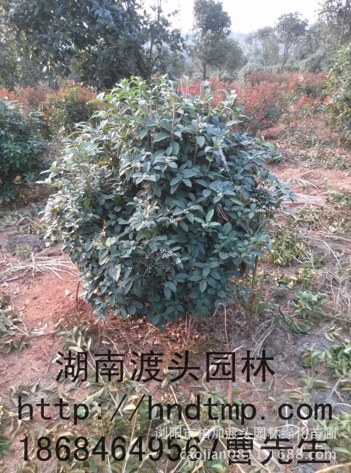 月(yuè)月(yuè)桂球