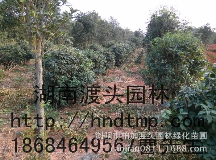 湖(hú)南(nán)四季桂球
