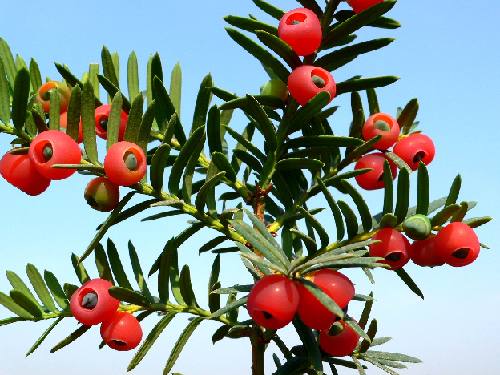 紅(hóng)豆杉紅(hóng)豆杉小(xiǎo)苗
