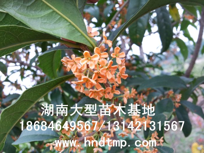 丹桂小(xiǎo)苗 丹桂價格 丹桂照(zhào)片 丹桂批發 丹桂品種 湖(hú)南(nán)丹桂基地(dì) 長(cháng)沙丹桂基地(dì) 長(cháng)沙苗木(mù) 長(cháng)沙苗圃