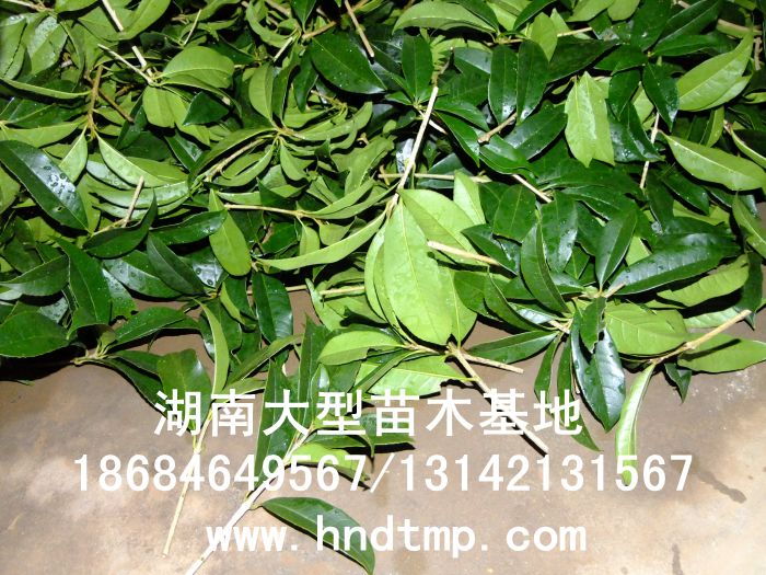 丹桂小(xiǎo)苗 丹桂價格 丹桂照(zhào)片 丹桂批發 丹桂品種 湖(hú)南(nán)丹桂基地(dì) 長(cháng)沙丹桂基地(dì) 長(cháng)沙苗木(mù) 長(cháng)沙苗圃