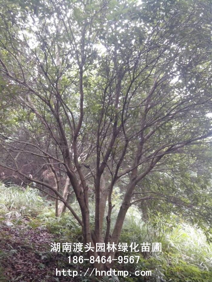 楊梅樹(shù)/叢生(shēng)楊梅