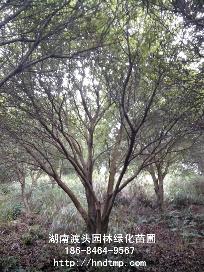 叢生(shēng)楊梅/楊梅