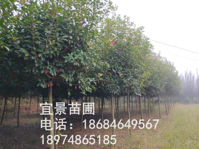 紅(hóng)葉石楠高(gāo)杆樹(shù)