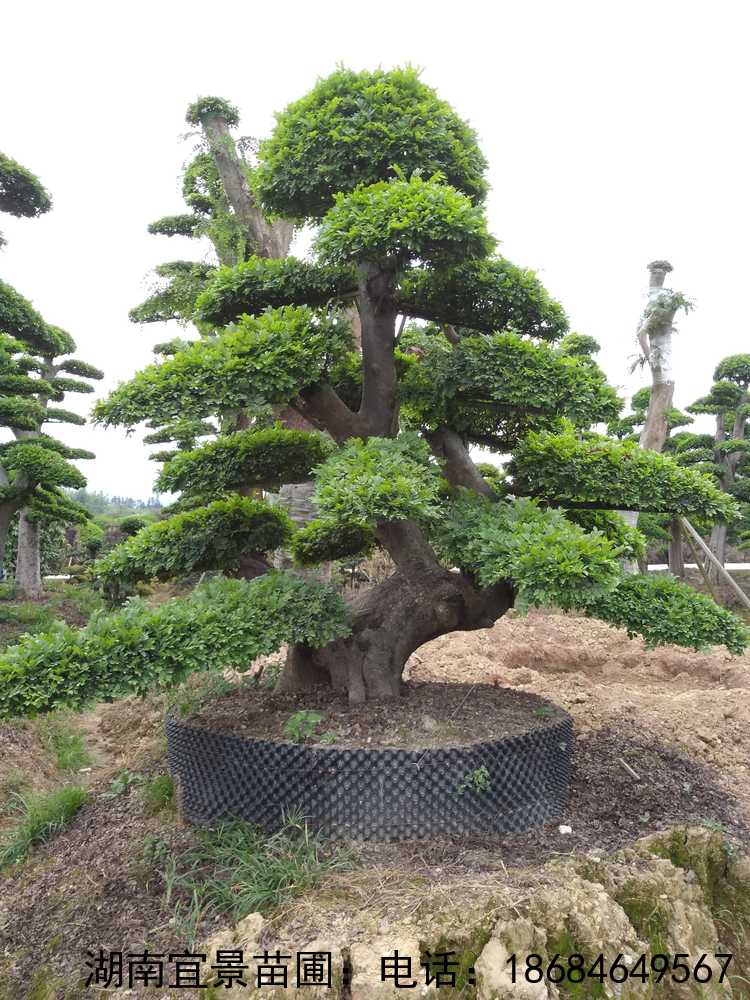 精品移栽造型榆樹(shù)