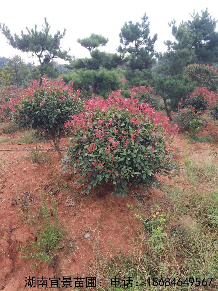 長(cháng)沙精品紅(hóng)葉石楠球