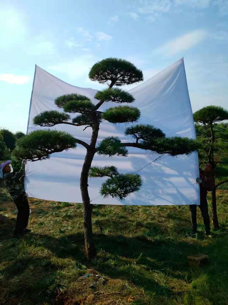 造型黑(hēi)松