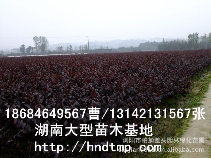 紅(hóng)花(huā)繼木(mù)★紅(hóng)花(huā)繼木(mù)小(xiǎo)苗★紅(hóng)花(huā)繼木(mù)球★紅(hóng)花(huā)繼木(mù)基地(dì)0★紅(hóng)花(huā)繼木(mù)苗木(mù)直銷★紅(hóng)花(huā)繼木(mù)苗圃直銷★湖(hú)南(nán)紅(hóng)花(huā)繼木(mù)基地(dì)★長(cháng)沙紅(hóng)花(huā)繼木(mù)基地(dì)★浏陽紅(hóng)花(huā)繼木(mù)基地(dì)★長(cháng)沙苗木(mù)基地(dì)★湖(hú)南(nán)苗木(mù)基地(dì)★浏陽苗木(mù)基地(dì)★浏陽花(huā)木(mù)之鄉(xiāng)★湖(hú)南(nán)哪裡(lǐ)花(huā)木(mù)多(duō)★長(cháng)沙苗圃基地(dì)★長(cháng)沙哪裡(lǐ)有(yǒu)苗木(mù)買★長(cháng)沙老(lǎo)苗場(chǎng)★苗圃直銷綠(lǜ)化(huà)苗木(mù)0★柏加苗木(mù)直銷★花(huā)木(mù)基地(dì)★種樹(shù)有(yǒu)什(shén)麽好(hǎo)處★紅(hóng)花(huā)繼木(mù)怎麽扡插★湖(hú)南(nán)紅(hóng)花(huā)繼木(mù)扡插苗★紅(hóng)花(huā)繼木(mù)古樁★造型紅(hóng)花(huā)繼木(mù)★紅(hóng)花(huā)繼木(mù)造型★紅(hóng)花(huā)繼木(mù)造型行(xíng)情★紅(hóng)花(huā)繼木(mù)造型價格★湖(hú)南(nán)造型紅(hóng)花(huā)繼木(mù)價格★長(cháng)沙哪裡(lǐ)有(yǒu)造型紅(hóng)花(huā)繼木(mù)買★浏陽哪裡(lǐ)有(yǒu)造型紅(hóng)花(huā)繼木(mù)買★紅(hóng)
