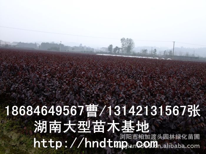 紅(hóng)花(huā)繼木(mù)★紅(hóng)花(huā)繼木(mù)小(xiǎo)苗★紅(hóng)花(huā)繼木(mù)球★紅(hóng)花(huā)繼木(mù)基地(dì)0★紅(hóng)花(huā)繼木(mù)苗木(mù)直銷★紅(hóng)花(huā)繼木(mù)苗圃直銷★湖(hú)南(nán)紅(hóng)花(huā)繼木(mù)基地(dì)★長(cháng)沙紅(hóng)花(huā)繼木(mù)基地(dì)★浏陽紅(hóng)花(huā)繼木(mù)基地(dì)★長(cháng)沙苗木(mù)基地(dì)★湖(hú)南(nán)苗木(mù)基地(dì)★浏陽苗木(mù)基地(dì)★浏陽花(huā)木(mù)之鄉(xiāng)★湖(hú)南(nán)哪裡(lǐ)花(huā)木(mù)多(duō)★長(cháng)沙苗圃基地(dì)★長(cháng)沙哪裡(lǐ)有(yǒu)苗木(mù)買★長(cháng)沙老(lǎo)苗場(chǎng)★苗圃直銷綠(lǜ)化(huà)苗木(mù)0★柏加苗木(mù)直銷★花(huā)木(mù)基地(dì)★種樹(shù)有(yǒu)什(shén)麽好(hǎo)處★紅(hóng)花(huā)繼木(mù)怎麽扡插★湖(hú)南(nán)紅(hóng)花(huā)繼木(mù)扡插苗★紅(hóng)花(huā)繼木(mù)古樁★造型紅(hóng)花(huā)繼木(mù)★紅(hóng)花(huā)繼木(mù)造型★紅(hóng)花(huā)繼木(mù)造型行(xíng)情★紅(hóng)花(huā)繼木(mù)造型價格★湖(hú)南(nán)造型紅(hóng)花(huā)繼木(mù)價格★長(cháng)沙哪裡(lǐ)有(yǒu)造型紅(hóng)花(huā)繼木(mù)買★浏陽哪裡(lǐ)有(yǒu)造型紅(hóng)花(huā)繼木(mù)買★紅(hóng)