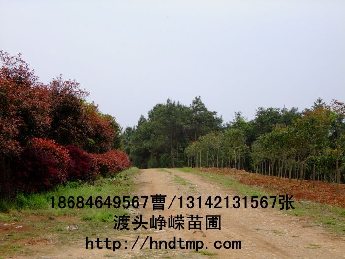 長(cháng)沙苗木(mù) 長(cháng)沙花(huā)木(mù) 湖(hú)南(nán)苗木(mù) 湖(hú)南(nán)花(huā)木(mù) 長(cháng)沙苗木(mù)基地(dì) 湖(hú)南(nán)苗木(mù)基地(dì) 長(cháng)沙苗木(mù)行(xíng)情 長(cháng)沙做(zuò)花(huā)木(mù) 長(cháng)沙做(zuò)苗木(mù)