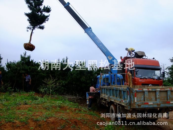長(cháng)沙黑(hēi)松基地(dì) 湖(hú)南(nán)黑(hēi)松基地(dì) 長(cháng)沙黑(hēi)松價格 湖(hú)南(nán)黑(hēi)松價格 浏陽黑(hēi)松基地(dì)
