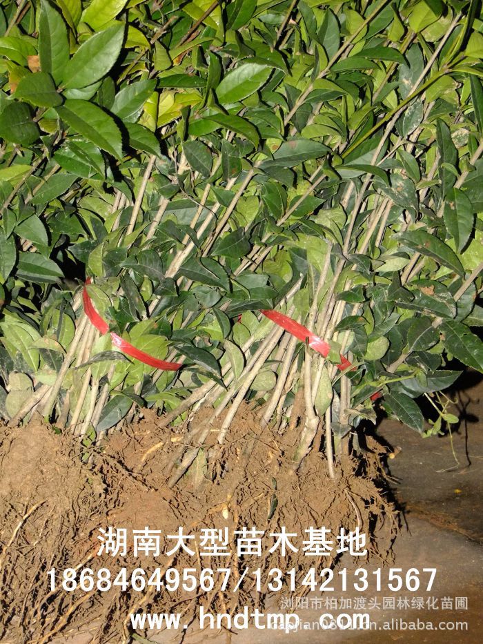 丹桂小(xiǎo)苗 丹桂價格 丹桂照(zhào)片 丹桂批發 丹桂品種 湖(hú)南(nán)丹桂基地(dì) 長(cháng)沙丹桂基地(dì) 長(cháng)沙苗木(mù) 長(cháng)沙苗圃