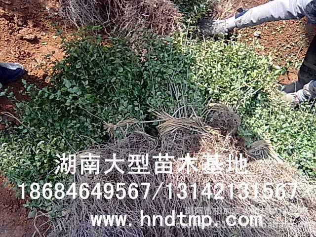 小(xiǎo)葉女(nǚ)貞/小(xiǎo)葉女(nǚ)貞價格/小(xiǎo)葉女(nǚ)貞球/小(xiǎo)葉女(nǚ)貞球價格/湖(hú)南(nán)小(xiǎo)葉女(nǚ)貞/長(cháng)沙小(xiǎo)葉女(nǚ)貞/小(xiǎo)葉女(nǚ)貞最新價格/小(xiǎo)葉女(nǚ)貞價格表/小(xiǎo)葉女(nǚ)貞價格行(xíng)情/小(xiǎo)葉女(nǚ)貞照(zhào)片/小(xiǎo)葉女(nǚ)貞基地(dì)/小(xiǎo)葉女(nǚ)貞球價格/小(xiǎo)葉女(nǚ)貞球哪裡(lǐ)有(yǒu)/小(xiǎo)葉女(nǚ)貞球價格表/小(xiǎo)葉女(nǚ)貞小(xiǎo)苗/小(xiǎo)葉女(nǚ)貞種子(zǐ)/小(xiǎo)葉女(nǚ)貞哪裡(lǐ)有(yǒu)/小(xiǎo)葉女(nǚ)貞哪裡(lǐ)有(yǒu)買/湖(hú)南(nán)哪裡(lǐ)有(yǒu)小(xiǎo)葉女(nǚ)貞球買/長(cháng)沙苗木(mù)/湖(hú)南(nán)苗木(mù)/湖(hú)南(nán)花(huā)木(mù)/長(cháng)沙苗圃/湖(hú)南(nán)苗圃/長(cháng)沙哪裡(lǐ)有(yǒu)花(huā)木(mù)基地(dì)/怎樣種花(huā)木(mù)/小(xiǎo)葉女(nǚ)貞球在長(cháng)沙哪裡(lǐ)有(yǒu)買/小(xiǎo)葉女(nǚ)貞球批發/小(xiǎo)葉女(nǚ)貞球求購(gòu)/求購(gòu)小(xiǎo)葉女(nǚ)貞球/大(dà)量供應小(xiǎo)葉女(nǚ)貞球/大(dà)量求購(gòu)小(xiǎo)葉女(nǚ)貞小(xiǎo)苗/大(dà)量求購(gòu)小(xiǎo)葉女(nǚ)