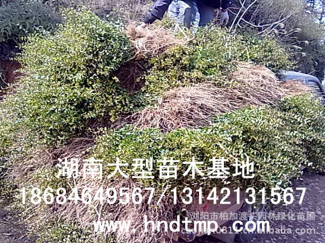 小(xiǎo)葉女(nǚ)貞/小(xiǎo)葉女(nǚ)貞價格/小(xiǎo)葉女(nǚ)貞球/小(xiǎo)葉女(nǚ)貞球價格/湖(hú)南(nán)小(xiǎo)葉女(nǚ)貞/長(cháng)沙小(xiǎo)葉女(nǚ)貞/小(xiǎo)葉女(nǚ)貞最新價格/小(xiǎo)葉女(nǚ)貞價格表/小(xiǎo)葉女(nǚ)貞價格行(xíng)情/小(xiǎo)葉女(nǚ)貞照(zhào)片/小(xiǎo)葉女(nǚ)貞基地(dì)/小(xiǎo)葉女(nǚ)貞球價格/小(xiǎo)葉女(nǚ)貞球哪裡(lǐ)有(yǒu)/小(xiǎo)葉女(nǚ)貞球價格表/小(xiǎo)葉女(nǚ)貞小(xiǎo)苗/小(xiǎo)葉女(nǚ)貞種子(zǐ)/小(xiǎo)葉女(nǚ)貞哪裡(lǐ)有(yǒu)/小(xiǎo)葉女(nǚ)貞哪裡(lǐ)有(yǒu)買/湖(hú)南(nán)哪裡(lǐ)有(yǒu)小(xiǎo)葉女(nǚ)貞球買/長(cháng)沙苗木(mù)/湖(hú)南(nán)苗木(mù)/湖(hú)南(nán)花(huā)木(mù)/長(cháng)沙苗圃/湖(hú)南(nán)苗圃/長(cháng)沙哪裡(lǐ)有(yǒu)花(huā)木(mù)基地(dì)/怎樣種花(huā)木(mù)/小(xiǎo)葉女(nǚ)貞球在長(cháng)沙哪裡(lǐ)有(yǒu)買/小(xiǎo)葉女(nǚ)貞球批發/小(xiǎo)葉女(nǚ)貞球求購(gòu)/求購(gòu)小(xiǎo)葉女(nǚ)貞球/大(dà)量供應小(xiǎo)葉女(nǚ)貞球/大(dà)量求購(gòu)小(xiǎo)葉女(nǚ)貞小(xiǎo)苗/大(dà)量求購(gòu)小(xiǎo)葉女(nǚ)