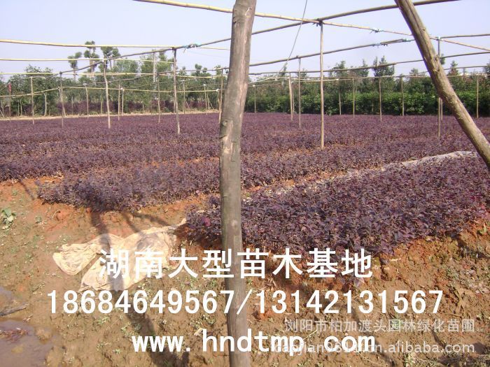紅(hóng)花(huā)繼木(mù)★紅(hóng)花(huā)繼木(mù)小(xiǎo)苗★紅(hóng)花(huā)繼木(mù)球★紅(hóng)花(huā)繼木(mù)基地(dì)0★紅(hóng)花(huā)繼木(mù)苗木(mù)直銷★紅(hóng)花(huā)繼木(mù)苗圃直銷★湖(hú)南(nán)紅(hóng)花(huā)繼木(mù)基地(dì)★長(cháng)沙紅(hóng)花(huā)繼木(mù)基地(dì)★浏陽紅(hóng)花(huā)繼木(mù)基地(dì)★長(cháng)沙苗木(mù)基地(dì)★湖(hú)南(nán)苗木(mù)基地(dì)★浏陽苗木(mù)基地(dì)★浏陽花(huā)木(mù)之鄉(xiāng)★湖(hú)南(nán)哪裡(lǐ)花(huā)木(mù)多(duō)★長(cháng)沙苗圃基地(dì)★長(cháng)沙哪裡(lǐ)有(yǒu)苗木(mù)買★長(cháng)沙老(lǎo)苗場(chǎng)★苗圃直銷綠(lǜ)化(huà)苗木(mù)0★柏加苗木(mù)直銷★花(huā)木(mù)基地(dì)★種樹(shù)有(yǒu)什(shén)麽好(hǎo)處★紅(hóng)花(huā)繼木(mù)怎麽扡插★湖(hú)南(nán)紅(hóng)花(huā)繼木(mù)扡插苗★紅(hóng)花(huā)繼木(mù)古樁★造型紅(hóng)花(huā)繼木(mù)★紅(hóng)花(huā)繼木(mù)造型★紅(hóng)花(huā)繼木(mù)造型行(xíng)情★紅(hóng)花(huā)繼木(mù)造型價格★湖(hú)南(nán)造型紅(hóng)花(huā)繼木(mù)價格★長(cháng)沙哪裡(lǐ)有(yǒu)造型紅(hóng)花(huā)繼木(mù)買★浏陽哪裡(lǐ)有(yǒu)造型紅(hóng)花(huā)繼木(mù)買★紅(hóng)