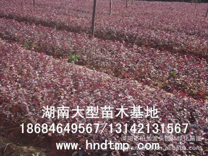 紅(hóng)花(huā)繼木(mù)★紅(hóng)花(huā)繼木(mù)小(xiǎo)苗★紅(hóng)花(huā)繼木(mù)球★紅(hóng)花(huā)繼木(mù)基地(dì)0★紅(hóng)花(huā)繼木(mù)苗木(mù)直銷★紅(hóng)花(huā)繼木(mù)苗圃直銷★湖(hú)南(nán)紅(hóng)花(huā)繼木(mù)基地(dì)★長(cháng)沙紅(hóng)花(huā)繼木(mù)基地(dì)★浏陽紅(hóng)花(huā)繼木(mù)基地(dì)★長(cháng)沙苗木(mù)基地(dì)★湖(hú)南(nán)苗木(mù)基地(dì)★浏陽苗木(mù)基地(dì)★浏陽花(huā)木(mù)之鄉(xiāng)★湖(hú)南(nán)哪裡(lǐ)花(huā)木(mù)多(duō)★長(cháng)沙苗圃基地(dì)★長(cháng)沙哪裡(lǐ)有(yǒu)苗木(mù)買★長(cháng)沙老(lǎo)苗場(chǎng)★苗圃直銷綠(lǜ)化(huà)苗木(mù)0★柏加苗木(mù)直銷★花(huā)木(mù)基地(dì)★種樹(shù)有(yǒu)什(shén)麽好(hǎo)處★紅(hóng)花(huā)繼木(mù)怎麽扡插★湖(hú)南(nán)紅(hóng)花(huā)繼木(mù)扡插苗★紅(hóng)花(huā)繼木(mù)古樁★造型紅(hóng)花(huā)繼木(mù)★紅(hóng)花(huā)繼木(mù)造型★紅(hóng)花(huā)繼木(mù)造型行(xíng)情★紅(hóng)花(huā)繼木(mù)造型價格★湖(hú)南(nán)造型紅(hóng)花(huā)繼木(mù)價格★長(cháng)沙哪裡(lǐ)有(yǒu)造型紅(hóng)花(huā)繼木(mù)買★浏陽哪裡(lǐ)有(yǒu)造型紅(hóng)花(huā)繼木(mù)買★紅(hóng)