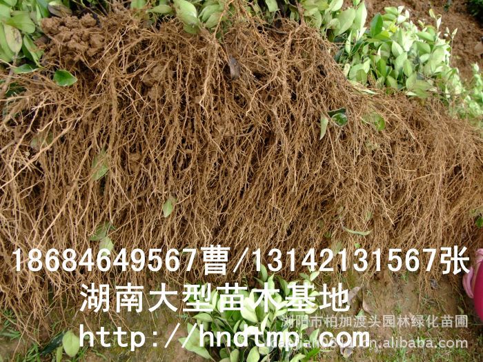 金(jīn)森(sēn)女(nǚ)貞 金(jīn)森(sēn)女(nǚ)貞小(xiǎo)苗