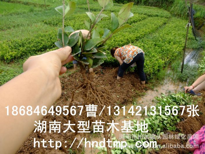 金(jīn)森(sēn)女(nǚ)貞 金(jīn)森(sēn)女(nǚ)貞小(xiǎo)苗 金(jīn)森(sēn)女(nǚ)貞價格