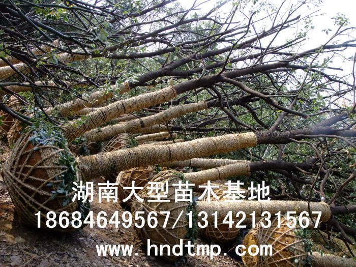 湖(hú)南(nán)綠(lǜ)化(huà)苗木(mù)，湖(hú)南(nán)紅(hóng)葉石楠，湖(hú)南(nán)黑(hēi)松，湖(hú)南(nán)桂花(huā)，湖(hú)南(nán)花(huā)木(mù)湖(hú)南(nán)香樟基地(dì),湖(hú)南(nán)香樟批發,湖(hú)南(nán)香樟樹(shù),長(cháng)沙香樟樹(shù),長(cháng)沙香樟小(xiǎo)苗,湖(hú)南(nán) 香樟種子(zǐ),湖(hú)南(nán)長(cháng)沙香樟種子(zǐ)批發湖(hú)南(nán)渡頭苗木(mù)為(wèi)你(nǐ)分(fēn)享ww.hndtmp.com，長(cháng)沙苗木(mù)，長(cháng)沙綠(lǜ)化(huà)，更多(duō)信息，請(qǐng)浏覽我們的(de)網站(zhàn)★浏陽地(dì)區(qū)大(dà)量求購(gòu)4公分(fēn)香樟★浏陽地(dì)區(qū)大(dà)量供應香樟3-20公分(fēn)★浏陽地(dì)區(qū)大(dà)量求購(gòu)3-15公分(fēn)香樟★浏陽香樟基地(dì)★跳(tiào)馬香樟基地(dì)★柏加香樟基地(dì)★柏加香樟苗圃★浏陽大(dà)型苗木(mù)基地(dì)★湖(hú)南(nán)大(dà)型苗木(mù)生(shēng)産基地(dì)★渡頭峥嵘苗圃★浏陽市(shì)柏加渡頭園林(lín)綠(lǜ)化(huà)苗圃★綠(lǜ)化(huà)苗木(mù)★園林(lín)綠(lǜ)化(huà)★綠(lǜ)
