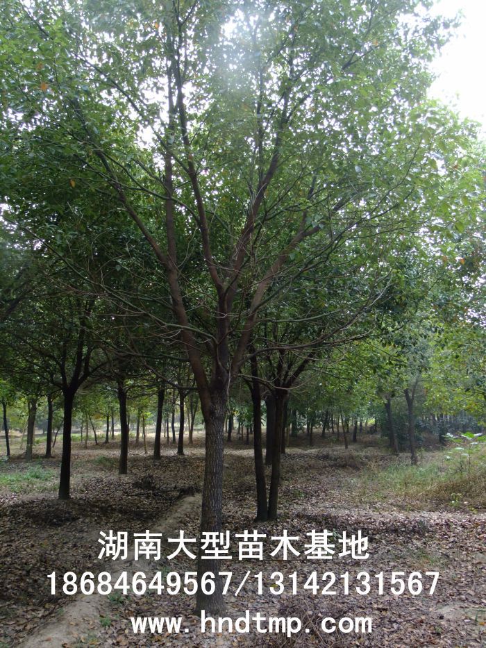 湖(hú)南(nán)綠(lǜ)化(huà)苗木(mù)，湖(hú)南(nán)紅(hóng)葉石楠，湖(hú)南(nán)黑(hēi)松，湖(hú)南(nán)桂花(huā)，湖(hú)南(nán)花(huā)木(mù)湖(hú)南(nán)香樟基地(dì),湖(hú)南(nán)香樟批發,湖(hú)南(nán)香樟樹(shù),長(cháng)沙香樟樹(shù),長(cháng)沙香樟小(xiǎo)苗,湖(hú)南(nán) 香樟種子(zǐ),湖(hú)南(nán)長(cháng)沙香樟種子(zǐ)批發湖(hú)南(nán)渡頭苗木(mù)為(wèi)你(nǐ)分(fēn)享ww.hndtmp.com，長(cháng)沙苗木(mù)，長(cháng)沙綠(lǜ)化(huà)，更多(duō)信息，請(qǐng)浏覽我們的(de)網站(zhàn)★浏陽地(dì)區(qū)大(dà)量求購(gòu)4公分(fēn)香樟★浏陽地(dì)區(qū)大(dà)量供應香樟3-20公分(fēn)★浏陽地(dì)區(qū)大(dà)量求購(gòu)3-15公分(fēn)香樟★浏陽香樟基地(dì)★跳(tiào)馬香樟基地(dì)★柏加香樟基地(dì)★柏加香樟苗圃★浏陽大(dà)型苗木(mù)基地(dì)★湖(hú)南(nán)大(dà)型苗木(mù)生(shēng)産基地(dì)★渡頭峥嵘苗圃★浏陽市(shì)柏加渡頭園林(lín)綠(lǜ)化(huà)苗圃★綠(lǜ)化(huà)苗木(mù)★園林(lín)綠(lǜ)化(huà)★綠(lǜ)