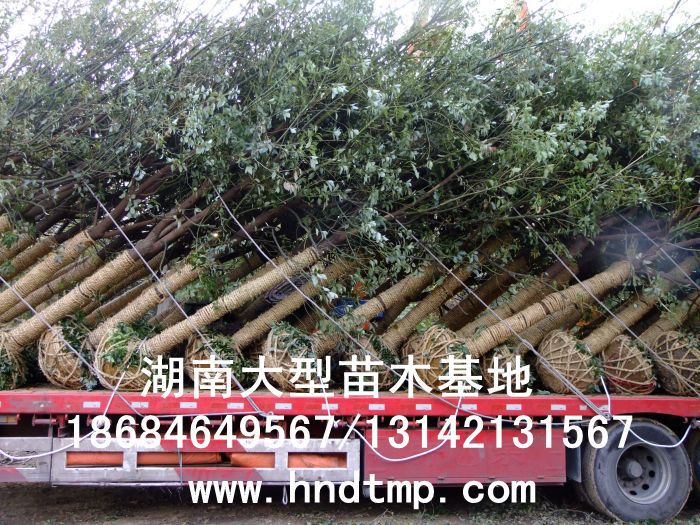 湖(hú)南(nán)綠(lǜ)化(huà)苗木(mù)，湖(hú)南(nán)紅(hóng)葉石楠，湖(hú)南(nán)黑(hēi)松，湖(hú)南(nán)桂花(huā)，湖(hú)南(nán)花(huā)木(mù)湖(hú)南(nán)香樟基地(dì),湖(hú)南(nán)香樟批發,湖(hú)南(nán)香樟樹(shù),長(cháng)沙香樟樹(shù),長(cháng)沙香樟小(xiǎo)苗,湖(hú)南(nán) 香樟種子(zǐ),湖(hú)南(nán)長(cháng)沙香樟種子(zǐ)批發湖(hú)南(nán)渡頭苗木(mù)為(wèi)你(nǐ)分(fēn)享ww.hndtmp.com，長(cháng)沙苗木(mù)，長(cháng)沙綠(lǜ)化(huà)，更多(duō)信息，請(qǐng)浏覽我們的(de)網站(zhàn)★浏陽地(dì)區(qū)大(dà)量求購(gòu)4公分(fēn)香樟★浏陽地(dì)區(qū)大(dà)量供應香樟3-20公分(fēn)★浏陽地(dì)區(qū)大(dà)量求購(gòu)3-15公分(fēn)香樟★浏陽香樟基地(dì)★跳(tiào)馬香樟基地(dì)★柏加香樟基地(dì)★柏加香樟苗圃★浏陽大(dà)型苗木(mù)基地(dì)★湖(hú)南(nán)大(dà)型苗木(mù)生(shēng)産基地(dì)★渡頭峥嵘苗圃★浏陽市(shì)柏加渡頭園林(lín)綠(lǜ)化(huà)苗圃★綠(lǜ)化(huà)苗木(mù)★園林(lín)綠(lǜ)化(huà)★綠(lǜ)