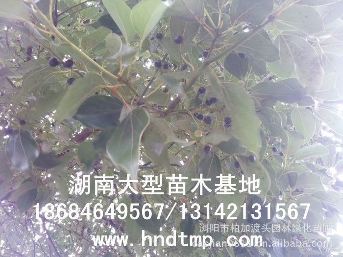 湖(hú)南(nán)綠(lǜ)化(huà)苗木(mù)，湖(hú)南(nán)紅(hóng)葉石楠，湖(hú)南(nán)黑(hēi)松，湖(hú)南(nán)桂花(huā)，湖(hú)南(nán)花(huā)木(mù)湖(hú)南(nán)香樟基地(dì),湖(hú)南(nán)香樟批發,湖(hú)南(nán)香樟樹(shù),長(cháng)沙香樟樹(shù),長(cháng)沙香樟小(xiǎo)苗,湖(hú)南(nán) 香樟種子(zǐ),湖(hú)南(nán)長(cháng)沙香樟種子(zǐ)批發湖(hú)南(nán)渡頭苗木(mù)為(wèi)你(nǐ)分(fēn)享ww.hndtmp.com，長(cháng)沙苗木(mù)，長(cháng)沙綠(lǜ)化(huà)，更多(duō)信息，請(qǐng)浏覽我們的(de)網站(zhàn)★浏陽地(dì)區(qū)大(dà)量求購(gòu)4公分(fēn)香樟★浏陽地(dì)區(qū)大(dà)量供應香樟3-20公分(fēn)★浏陽地(dì)區(qū)大(dà)量求購(gòu)3-15公分(fēn)香樟★浏陽香樟基地(dì)★跳(tiào)馬香樟基地(dì)★柏加香樟基地(dì)★柏加香樟苗圃★浏陽大(dà)型苗木(mù)基地(dì)★湖(hú)南(nán)大(dà)型苗木(mù)生(shēng)産基地(dì)★渡頭峥嵘苗圃★浏陽市(shì)柏加渡頭園林(lín)綠(lǜ)化(huà)苗圃★綠(lǜ)化(huà)苗木(mù)★園林(lín)綠(lǜ)化(huà)★綠(lǜ)