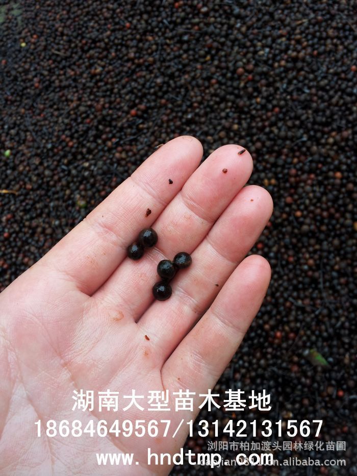 大(dà)葉樟種子(zǐ)★大(dà)葉樟和(hé)小(xiǎo)葉樟的(de)區(qū)别★樟樹(shù)的(de)品種有(yǒu)哪些(xiē)？★求購(gòu)大(dà)葉樟種子(zǐ)1噸★大(dà)量求購(gòu)大(dà)葉樟種子(zǐ)★大(dà)量求購(gòu)大(dà)葉樟新鮮種子(zǐ)★大(dà)量供應大(dà)葉樟種子(zǐ)★供應大(dà)葉樟種子(zǐ)★基地(dì)直供大(dà)葉樟種子(zǐ)★香樟★香樟基地(dì)★香樟價格★香樟苗圃★香樟直銷★香樟最新價格★香樟苗圃基地(dì)★香樟最新行(xíng)情價格★湖(hú)南(nán)地(dì)區(qū)香樟價格★湖(hú)南(nán)香樟★湖(hú)南(nán)香樟價格★湖(hú)南(nán)香樟最新行(xíng)情★湖(hú)南(nán)香樟基地(dì)★湖(hú)南(nán)香樟苗圃基地(dì)★湖(hú)南(nán)香樟直銷基地(dì)★長(cháng)沙香樟基地(dì)★長(cháng)沙香樟苗圃基地(dì)★長(cháng)沙哪裡(lǐ)有(yǒu)香樟賣★長(cháng)沙苗圃基地(dì)★長(cháng)沙大(dà)型香樟基地(dì)★長(cháng)沙香樟苗圃直銷基地(dì)★長(cháng)沙地(dì)區(qū)香樟價格★長(cháng)沙地(dì)區(qū)求購(gòu)