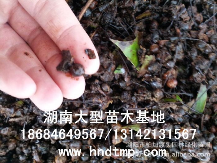 大(dà)葉樟種子(zǐ)★大(dà)葉樟和(hé)小(xiǎo)葉樟的(de)區(qū)别★樟樹(shù)的(de)品種有(yǒu)哪些(xiē)？★求購(gòu)大(dà)葉樟種子(zǐ)1噸★大(dà)量求購(gòu)大(dà)葉樟種子(zǐ)★大(dà)量求購(gòu)大(dà)葉樟新鮮種子(zǐ)★大(dà)量供應大(dà)葉樟種子(zǐ)★供應大(dà)葉樟種子(zǐ)★基地(dì)直供大(dà)葉樟種子(zǐ)★香樟★香樟基地(dì)★香樟價格★香樟苗圃★香樟直銷★香樟最新價格★香樟苗圃基地(dì)★香樟最新行(xíng)情價格★湖(hú)南(nán)地(dì)區(qū)香樟價格★湖(hú)南(nán)香樟★湖(hú)南(nán)香樟價格★湖(hú)南(nán)香樟最新行(xíng)情★湖(hú)南(nán)香樟基地(dì)★湖(hú)南(nán)香樟苗圃基地(dì)★湖(hú)南(nán)香樟直銷基地(dì)★長(cháng)沙香樟基地(dì)★長(cháng)沙香樟苗圃基地(dì)★長(cháng)沙哪裡(lǐ)有(yǒu)香樟賣★長(cháng)沙苗圃基地(dì)★長(cháng)沙大(dà)型香樟基地(dì)★長(cháng)沙香樟苗圃直銷基地(dì)★長(cháng)沙地(dì)區(qū)香樟價格★長(cháng)沙地(dì)區(qū)求購(gòu)