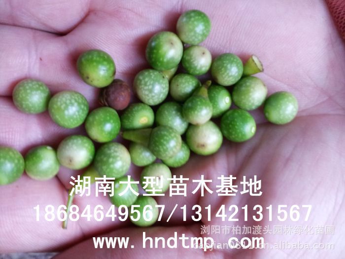 大(dà)葉樟種子(zǐ)★大(dà)葉樟和(hé)小(xiǎo)葉樟的(de)區(qū)别★樟樹(shù)的(de)品種有(yǒu)哪些(xiē)？★求購(gòu)大(dà)葉樟種子(zǐ)1噸★大(dà)量求購(gòu)大(dà)葉樟種子(zǐ)★大(dà)量求購(gòu)大(dà)葉樟新鮮種子(zǐ)★大(dà)量供應大(dà)葉樟種子(zǐ)★供應大(dà)葉樟種子(zǐ)★基地(dì)直供大(dà)葉樟種子(zǐ)★香樟★香樟基地(dì)★香樟價格★香樟苗圃★香樟直銷★香樟最新價格★香樟苗圃基地(dì)★香樟最新行(xíng)情價格★湖(hú)南(nán)地(dì)區(qū)香樟價格★湖(hú)南(nán)香樟★湖(hú)南(nán)香樟價格★湖(hú)南(nán)香樟最新行(xíng)情★湖(hú)南(nán)香樟基地(dì)★湖(hú)南(nán)香樟苗圃基地(dì)★湖(hú)南(nán)香樟直銷基地(dì)★長(cháng)沙香樟基地(dì)★長(cháng)沙香樟苗圃基地(dì)★長(cháng)沙哪裡(lǐ)有(yǒu)香樟賣★長(cháng)沙苗圃基地(dì)★長(cháng)沙大(dà)型香樟基地(dì)★長(cháng)沙香樟苗圃直銷基地(dì)★長(cháng)沙地(dì)區(qū)香樟價格★長(cháng)沙地(dì)區(qū)求購(gòu)
