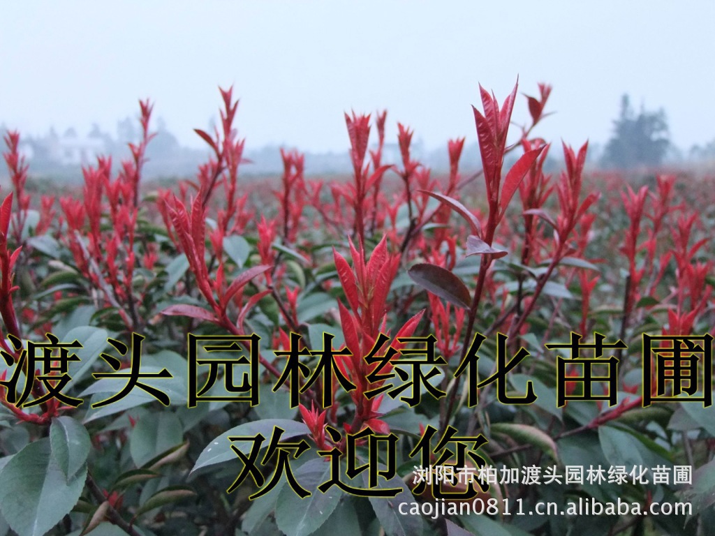 大(dà)葉樟種子(zǐ)★大(dà)葉樟和(hé)小(xiǎo)葉樟的(de)區(qū)别★樟樹(shù)的(de)品種有(yǒu)哪些(xiē)？★求購(gòu)大(dà)葉樟種子(zǐ)1噸★大(dà)量求購(gòu)大(dà)葉樟種子(zǐ)★大(dà)量求購(gòu)大(dà)葉樟新鮮種子(zǐ)★大(dà)量供應大(dà)葉樟種子(zǐ)★供應大(dà)葉樟種子(zǐ)★基地(dì)直供大(dà)葉樟種子(zǐ)★香樟★香樟基地(dì)★香樟價格★香樟苗圃★香樟直銷★香樟最新價格★香樟苗圃基地(dì)★香樟最新行(xíng)情價格★湖(hú)南(nán)地(dì)區(qū)香樟價格★湖(hú)南(nán)香樟★湖(hú)南(nán)香樟價格★湖(hú)南(nán)香樟最新行(xíng)情★湖(hú)南(nán)香樟基地(dì)★湖(hú)南(nán)香樟苗圃基地(dì)★湖(hú)南(nán)香樟直銷基地(dì)★長(cháng)沙香樟基地(dì)★長(cháng)沙香樟苗圃基地(dì)★長(cháng)沙哪裡(lǐ)有(yǒu)香樟賣★長(cháng)沙苗圃基地(dì)★長(cháng)沙大(dà)型香樟基地(dì)★長(cháng)沙香樟苗圃直銷基地(dì)★長(cháng)沙地(dì)區(qū)香樟價格★長(cháng)沙地(dì)區(qū)求購(gòu)