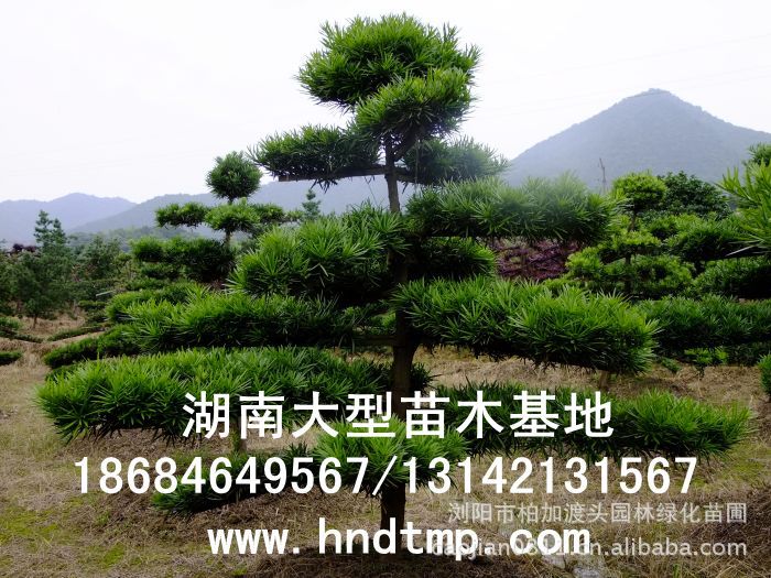 ·大(dà)量供應中葉羅漢松·中葉羅漢松苗圃基地(dì)·湖(hú)南(nán)長(cháng)沙浏陽中葉羅漢松基地(dì)·中葉羅漢松苗木(mù)基地(dì)·中葉羅漢松長(cháng)沙基地(dì)·中葉羅漢松湖(hú)南(nán)基地(dì)·中葉羅漢松浏陽基地(dì)·中葉羅漢松·羅漢松種子(zǐ)·中葉羅漢松種子(zǐ)價格·大(dà)量求購(gòu)中葉羅漢松種子(zǐ)·大(dà)量供應中葉羅漢松種子(zǐ)·中葉羅漢松種子(zǐ)價格·中葉羅漢松種子(zǐ)發芽率有(yǒu)多(duō)高(gāo)·羅漢松種子(zǐ)怎麽播種·湖(hú)南(nán)哪裡(lǐ)有(yǒu)羅漢松種子(zǐ)賣·湖(hú)南(nán)浏陽長(cháng)沙羅漢松種子(zǐ)直銷·特價羅漢松種子(zǐ)銷售·自(zì)己采摘的(de)羅漢松種子(zǐ)·羅漢松種子(zǐ)發芽·怎麽提高(gāo)羅漢松種子(zǐ)發芽率·怎麽保存羅漢松種子(zǐ)·羅漢松種子(zǐ)要(yào)怎麽保存·羅漢松種子(zǐ)怎麽消毒·羅