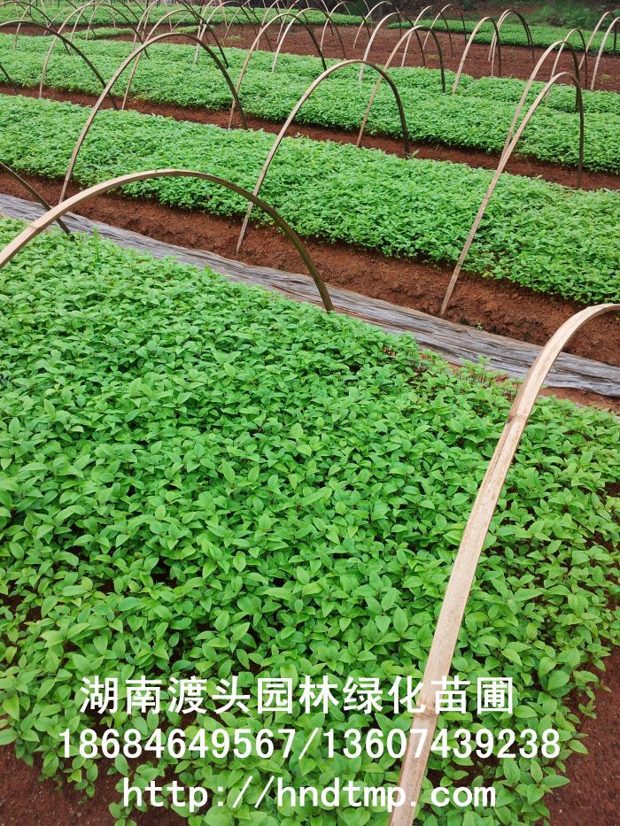 湖(hú)南(nán)花(huā)木(mù)】【湖(hú)南(nán)苗木(mù)】【湖(hú)南(nán)花(huā)卉苗木(mù)基地(dì)】【長(cháng)沙花(huā)木(mù)基地(dì)】【長(cháng)沙苗木(mù)基地(dì)】【長(cháng)沙苗圃基地(dì)】【湖(hú)南(nán)花(huā)木(mù)黑(hēi)松基地(dì)】【湖(hú)南(nán)最大(dà)黑(hēi)松基地(dì)】【湖(hú)南(nán)花(huā)木(mù)桂花(huā)直銷】【湖(hú)南(nán)苗木(mù)綠(lǜ)化(huà)灌木(mù)培植基地(dì)】【湖(hú)南(nán)花(huā)木(mù)紅(hóng)葉石楠行(xíng)道(dào)樹(shù)】【長(cháng)沙花(huā)木(mù)香樟基地(dì)】【長(cháng)沙苗圃杜英價格】【湖(hú)南(nán)渡頭園林(lín)】