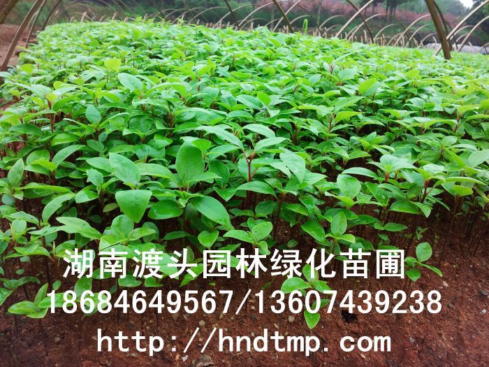 【湖(hú)南(nán)花(huā)木(mù)】【湖(hú)南(nán)苗木(mù)】【湖(hú)南(nán)花(huā)卉苗木(mù)基地(dì)】【長(cháng)沙花(huā)木(mù)基地(dì)】【長(cháng)沙苗木(mù)基地(dì)】【長(cháng)沙苗圃基地(dì)】【湖(hú)南(nán)花(huā)木(mù)黑(hēi)松基地(dì)】【湖(hú)南(nán)最大(dà)黑(hēi)松基地(dì)】【湖(hú)南(nán)花(huā)木(mù)桂花(huā)直銷】【湖(hú)南(nán)苗木(mù)綠(lǜ)化(huà)灌木(mù)培植基地(dì)】【湖(hú)南(nán)花(huā)木(mù)紅(hóng)葉石楠行(xíng)道(dào)樹(shù)】【長(cháng)沙花(huā)木(mù)香樟基地(dì)】【長(cháng)沙苗圃杜英價格】【湖(hú)南(nán)渡頭園林(lín)】 金(jīn)桂?四季桂花(huā)?紅(hóng)花(huā)繼木(mù)?春鵑?夏鵑?茶花(huā)?四季含笑(xiào)?杜英?香樟?大(dà)葉樟?廣玉蘭?深山(shān)含笑(xiào)?樂(yuè)昌含笑(xiào)?拟單性木(mù)蘭?紅(hóng)花(huā)木(mù)蓮?竹柏?紅(hóng)葉李?紅(hóng)楓?青楓?楓香?楊梅?法國(guó)冬青?中華蚊木(mù)?紅(hóng)豆杉?羅漢松?雪(xuě)松?松柏?蘭天竹?絲蘭?四季桂花(huā)球?羅漢松球