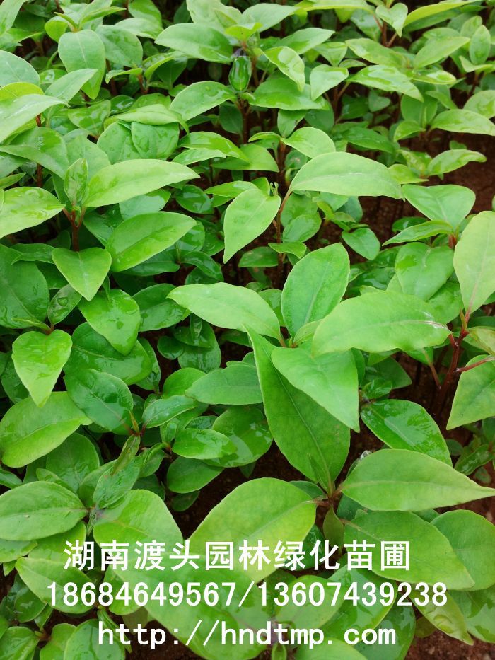 【湖(hú)南(nán)花(huā)木(mù)】【湖(hú)南(nán)苗木(mù)】【湖(hú)南(nán)花(huā)卉苗木(mù)基地(dì)】【長(cháng)沙花(huā)木(mù)基地(dì)】【長(cháng)沙苗木(mù)基地(dì)】【長(cháng)沙苗圃基地(dì)】【湖(hú)南(nán)花(huā)木(mù)黑(hēi)松基地(dì)】【湖(hú)南(nán)最大(dà)黑(hēi)松基地(dì)】【湖(hú)南(nán)花(huā)木(mù)桂花(huā)直銷】【湖(hú)南(nán)苗木(mù)綠(lǜ)化(huà)灌木(mù)培植基地(dì)】【湖(hú)南(nán)花(huā)木(mù)紅(hóng)葉石楠行(xíng)道(dào)樹(shù)】【長(cháng)沙花(huā)木(mù)香樟基地(dì)】【長(cháng)沙苗圃杜英價格】【湖(hú)南(nán)渡頭園林(lín)】 金(jīn)桂?四季桂花(huā)?紅(hóng)花(huā)繼木(mù)?春鵑?夏鵑?茶花(huā)?四季含笑(xiào)?杜英?香樟?大(dà)葉樟?廣玉蘭?深山(shān)含笑(xiào)?樂(yuè)昌含笑(xiào)?拟單性木(mù)蘭?紅(hóng)花(huā)木(mù)蓮?竹柏?紅(hóng)葉李?紅(hóng)楓?青楓?楓香?楊梅?法國(guó)冬青?中華蚊木(mù)?紅(hóng)豆杉?羅漢松?雪(xuě)松?松柏?蘭天竹?絲蘭?四季桂花(huā)球?羅漢松球